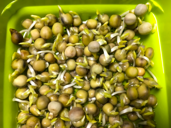 豆苗が発芽した