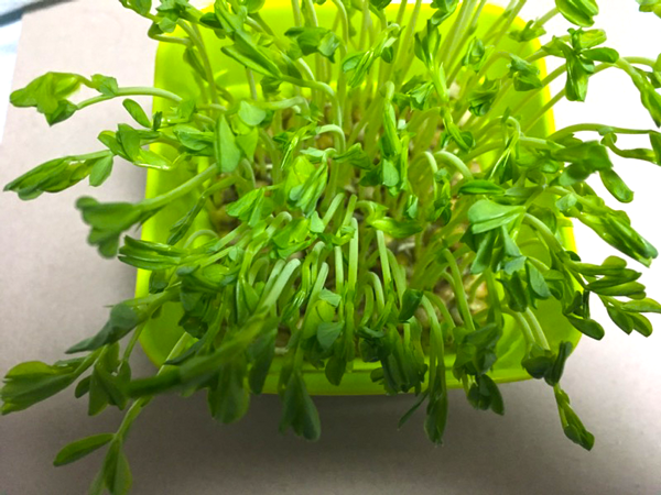 豆苗の伸びる過程