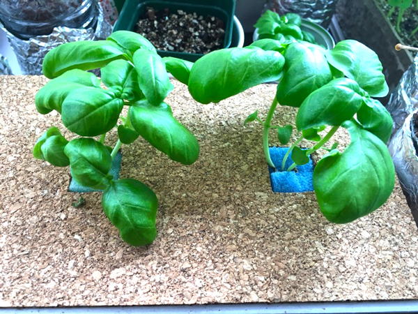 バジル水耕栽培収穫期