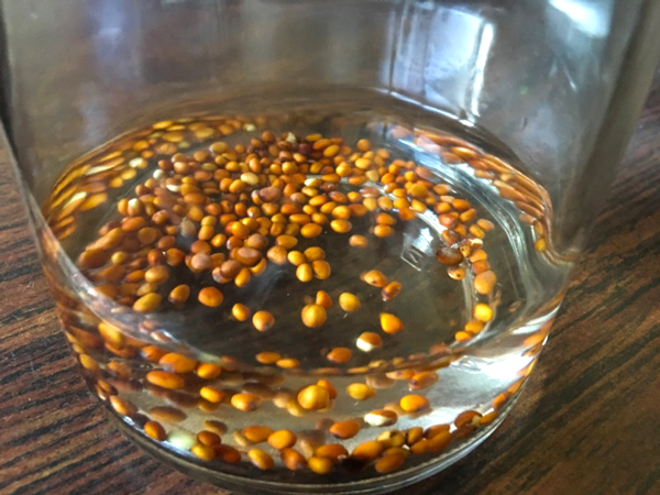 ラディッシュスプラウト発芽前