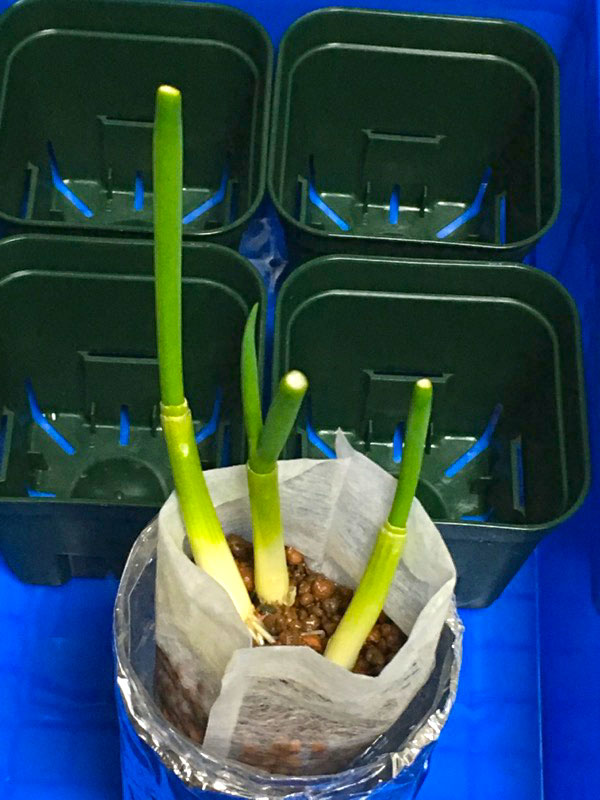 ハイドロボールでネギ