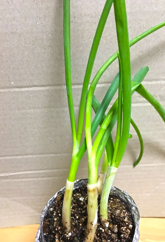 収穫できる状態