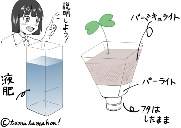 にんにくの水耕栽培を試してみる Tamatamakon